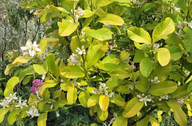 VISITE : NATUR'FLASH